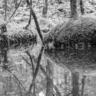 Waldpfützenspiegelung