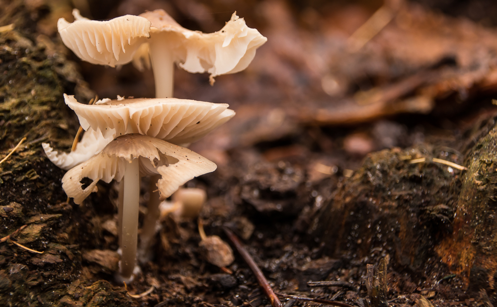 Waldpilz-2 Foto &amp; Bild | natur, wald, jahreszeit Bilder auf fotocommunity