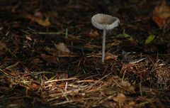 Waldpilz