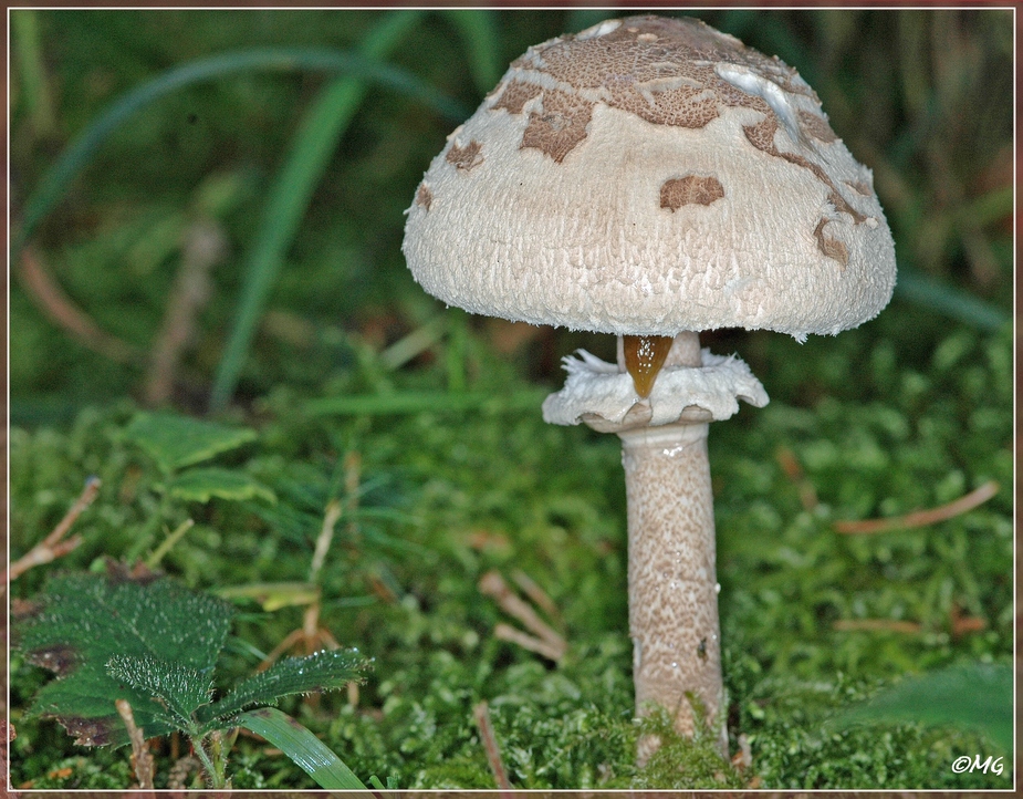 Waldpilz... Foto &amp; Bild | pflanzen, pilze &amp; flechten, natur Bilder auf ...