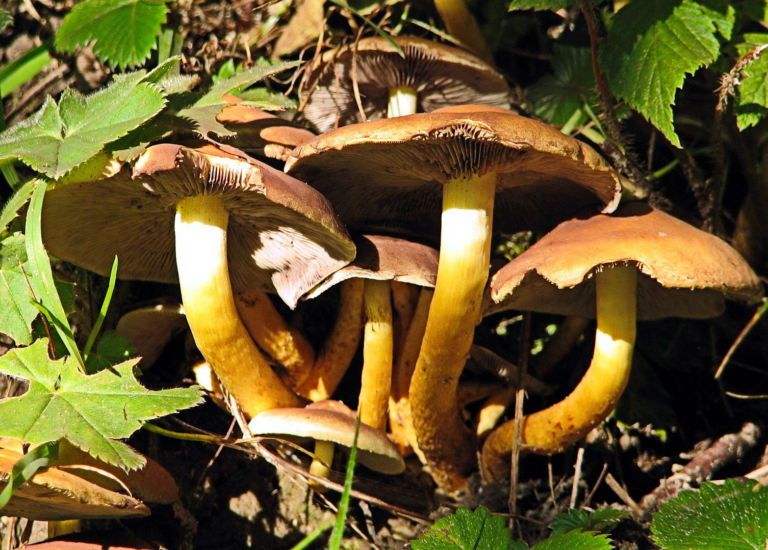 Waldpilz 3