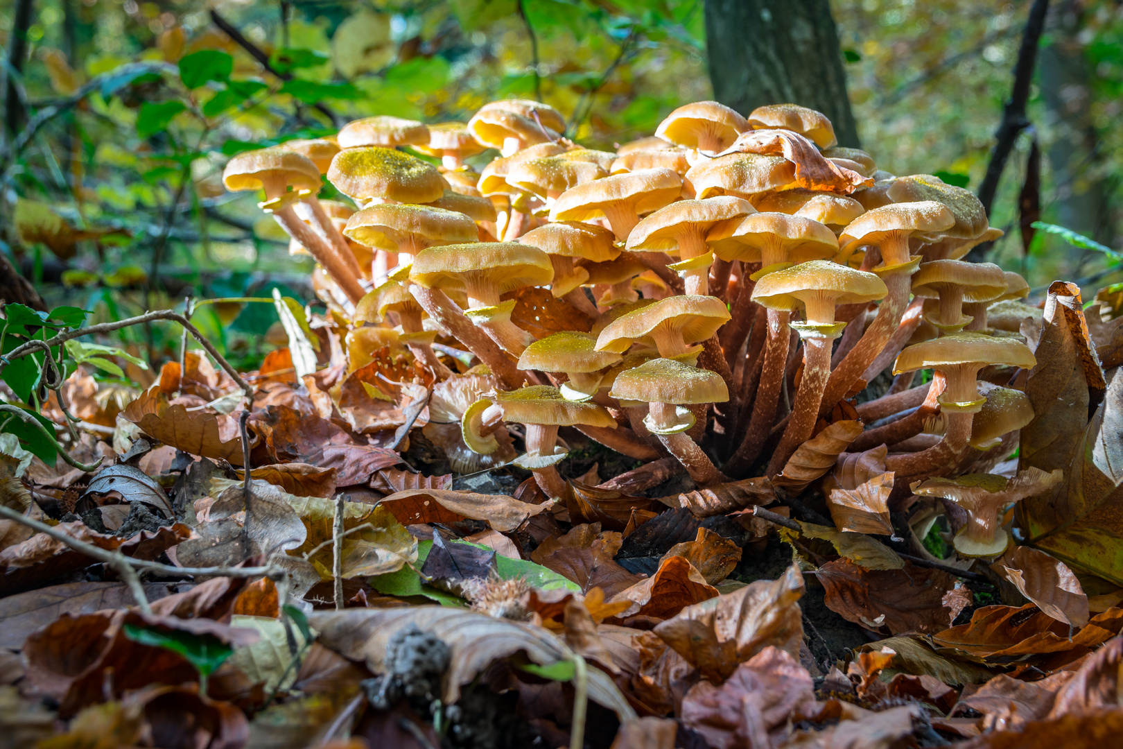 Waldpilz 5