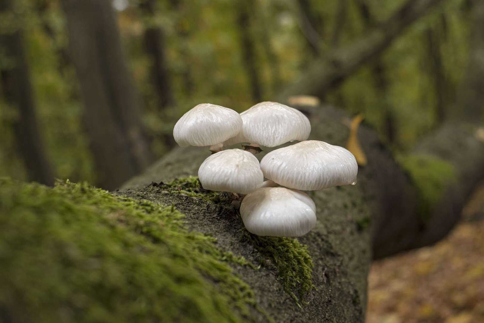 Waldpilz Foto &amp; Bild | wald, natur, herbst Bilder auf fotocommunity