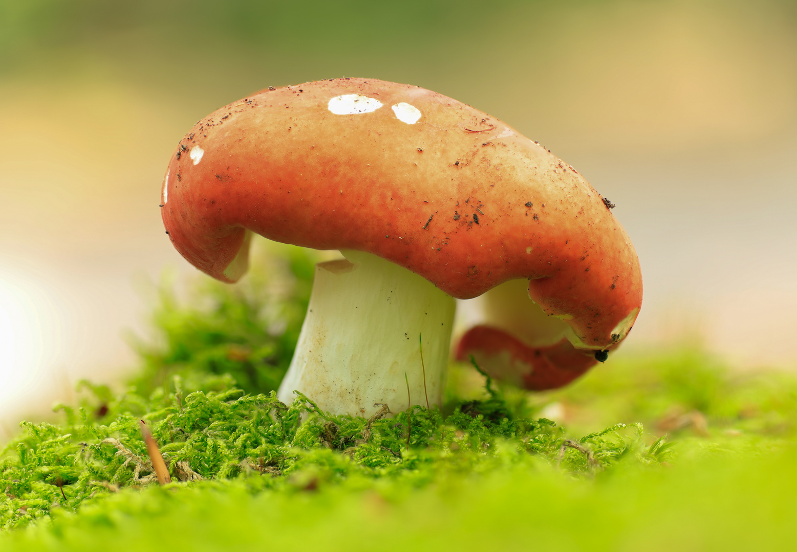 Waldpilz Foto &amp; Bild | pflanzen, pilze &amp; flechten, pilze &amp; flechten ...