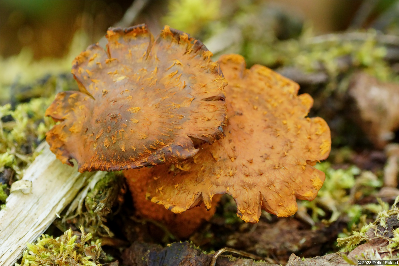 Waldpilz