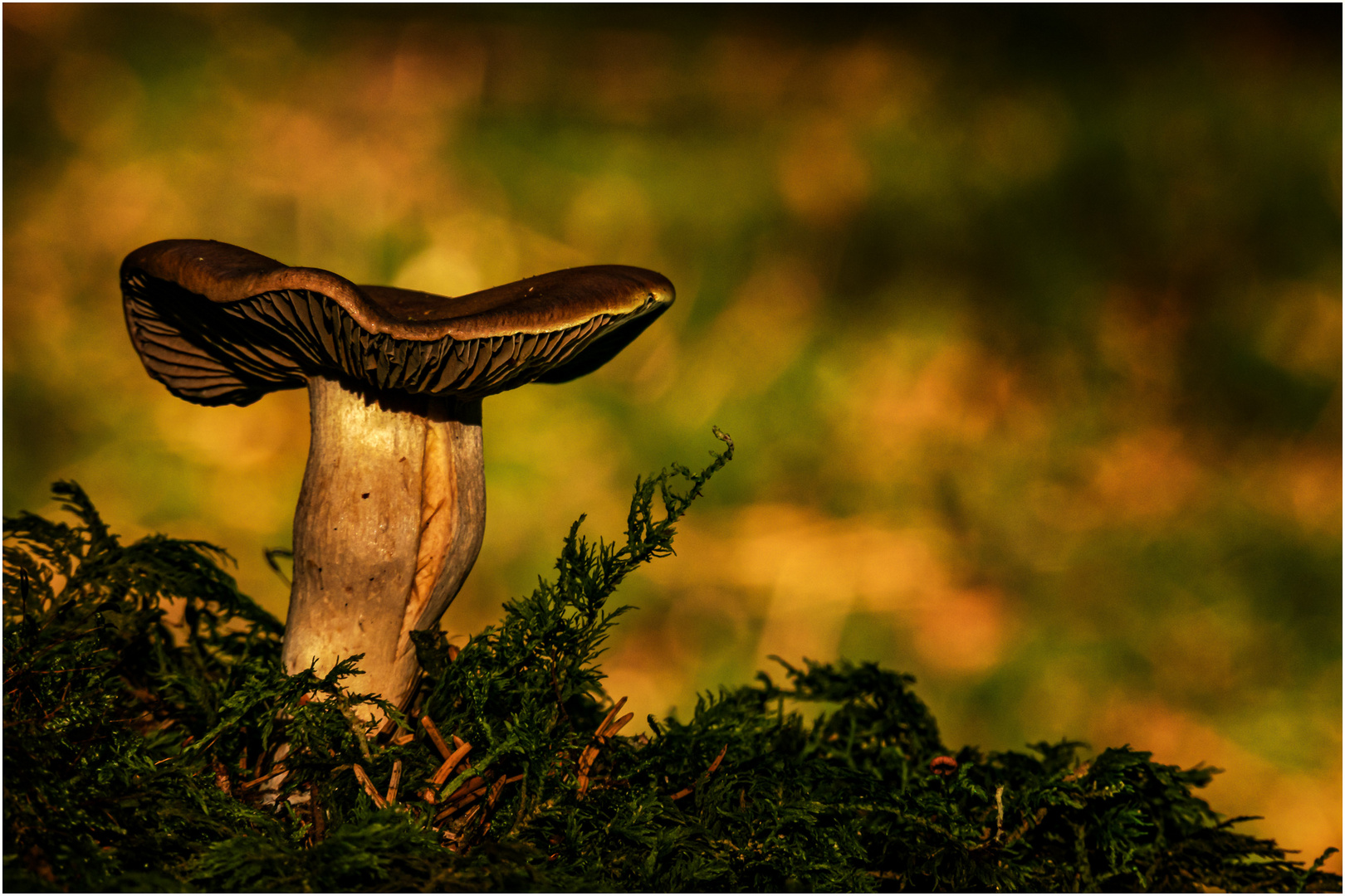 Waldpilz Foto &amp; Bild | pflanzen, pilze &amp; flechten, landschaft, pilze ...