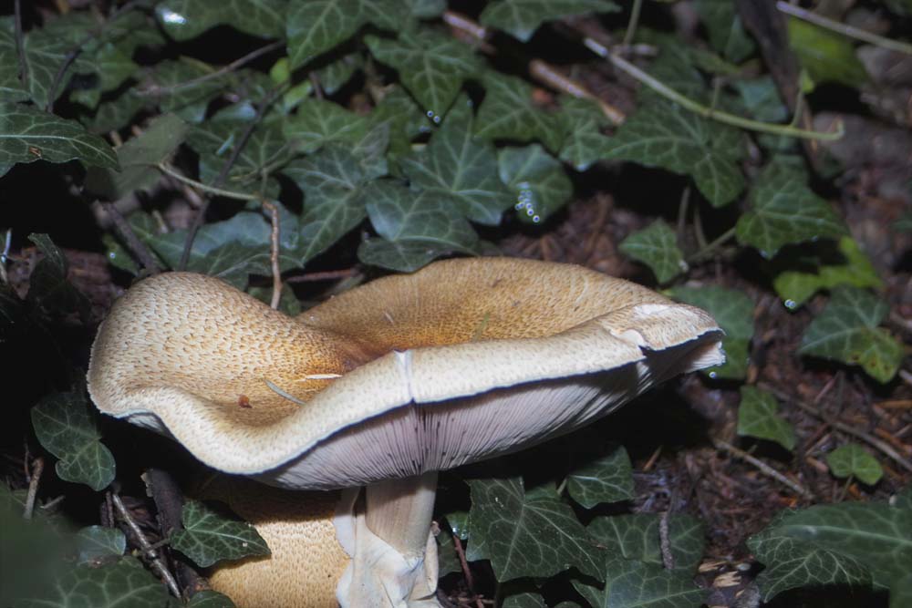 Waldpilz gesehen am Monticolo See in Südtirol