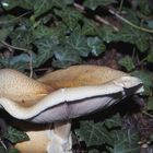 Waldpilz gesehen am Monticolo See in Südtirol