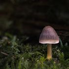 Waldpilz mit Licht an