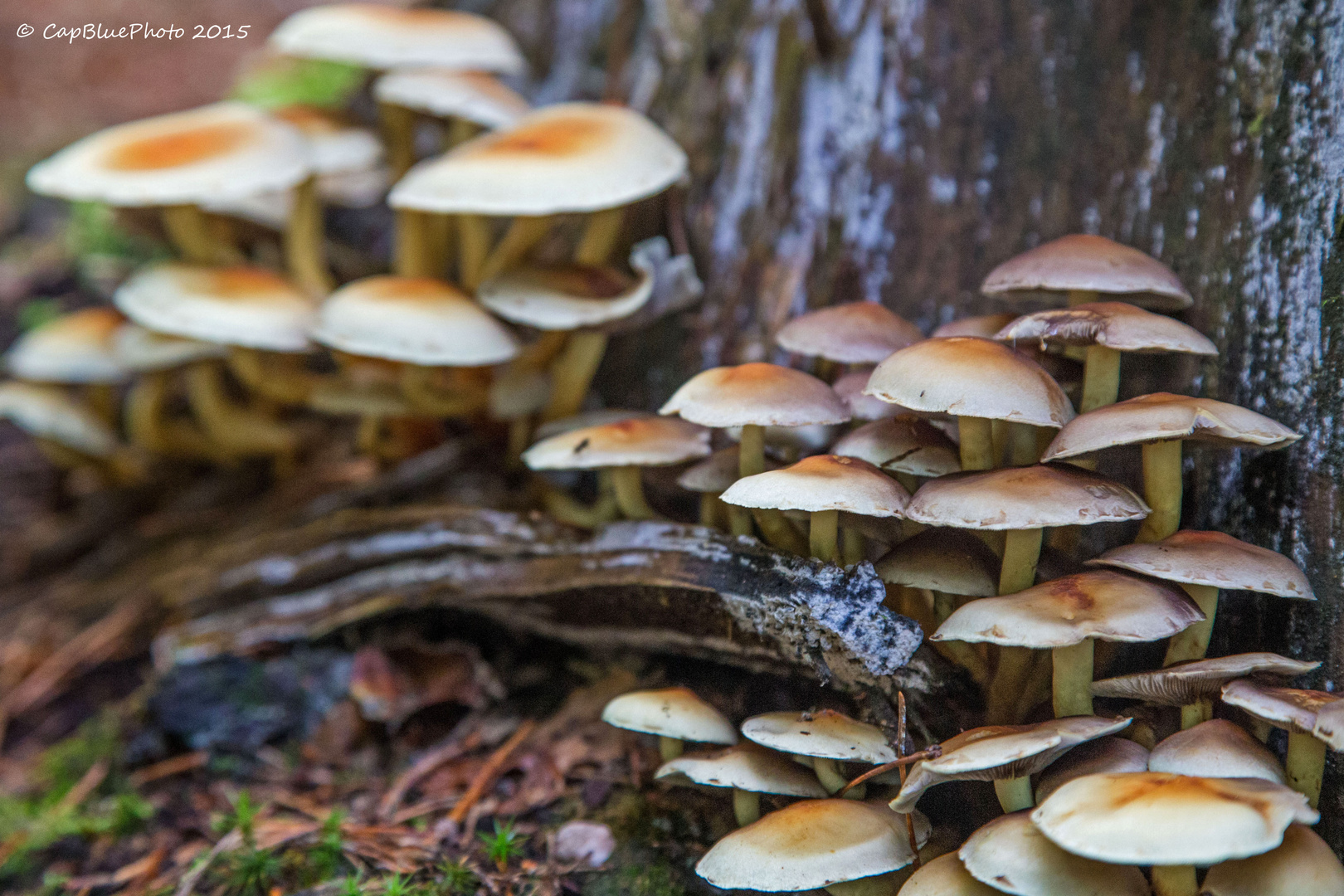 Waldpilze auf der Teufelstisch Wanderung