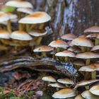 Waldpilze auf der Teufelstisch Wanderung