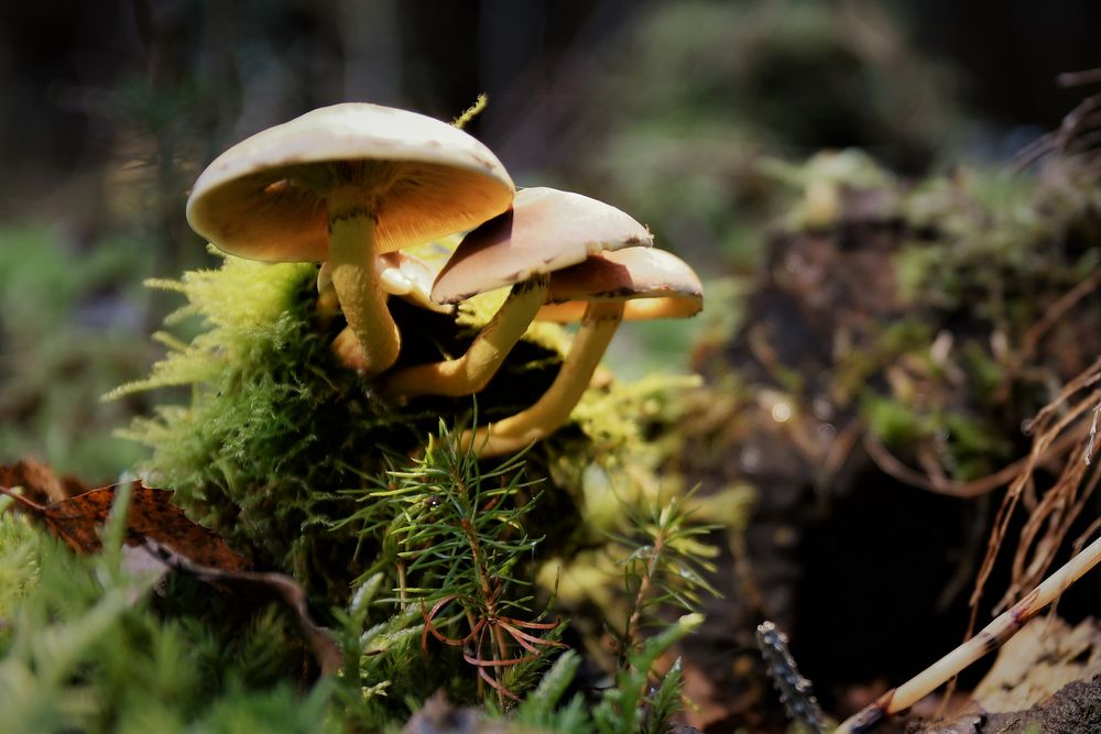 Waldpilze Foto &amp; Bild | pflanzen, pilze &amp; flechten, natur Bilder auf ...