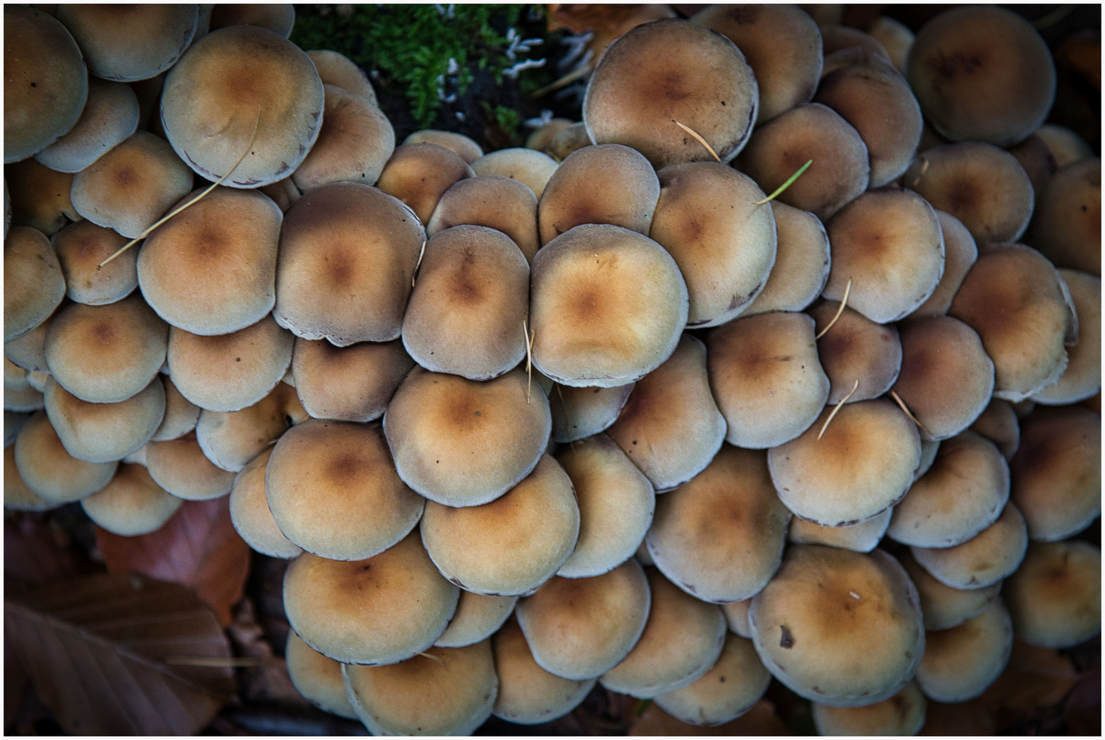 Waldpilze Foto &amp; Bild | world, wald, europa Bilder auf fotocommunity