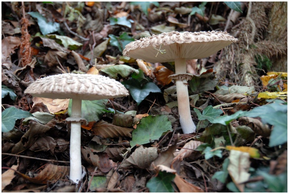 Waldpilze im Herbst