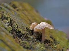 Waldpilze im Regen