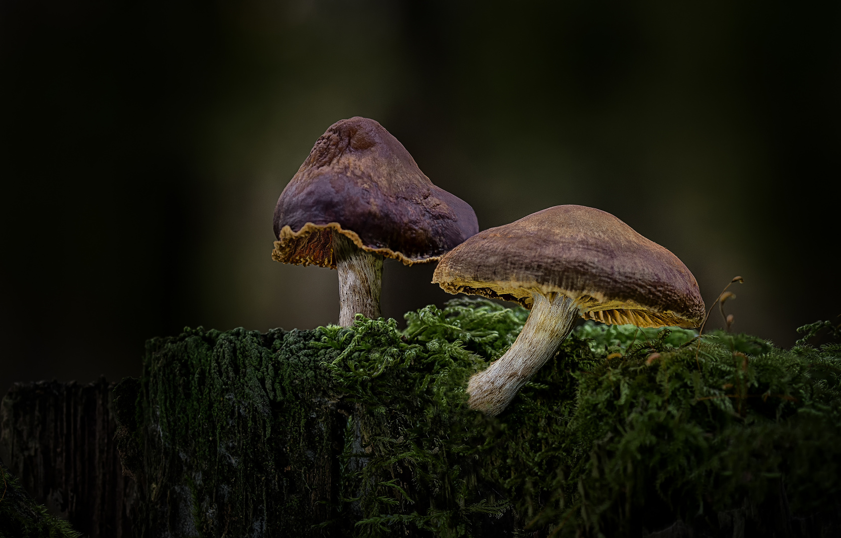 Waldpilze in "natürlicher " Pracht