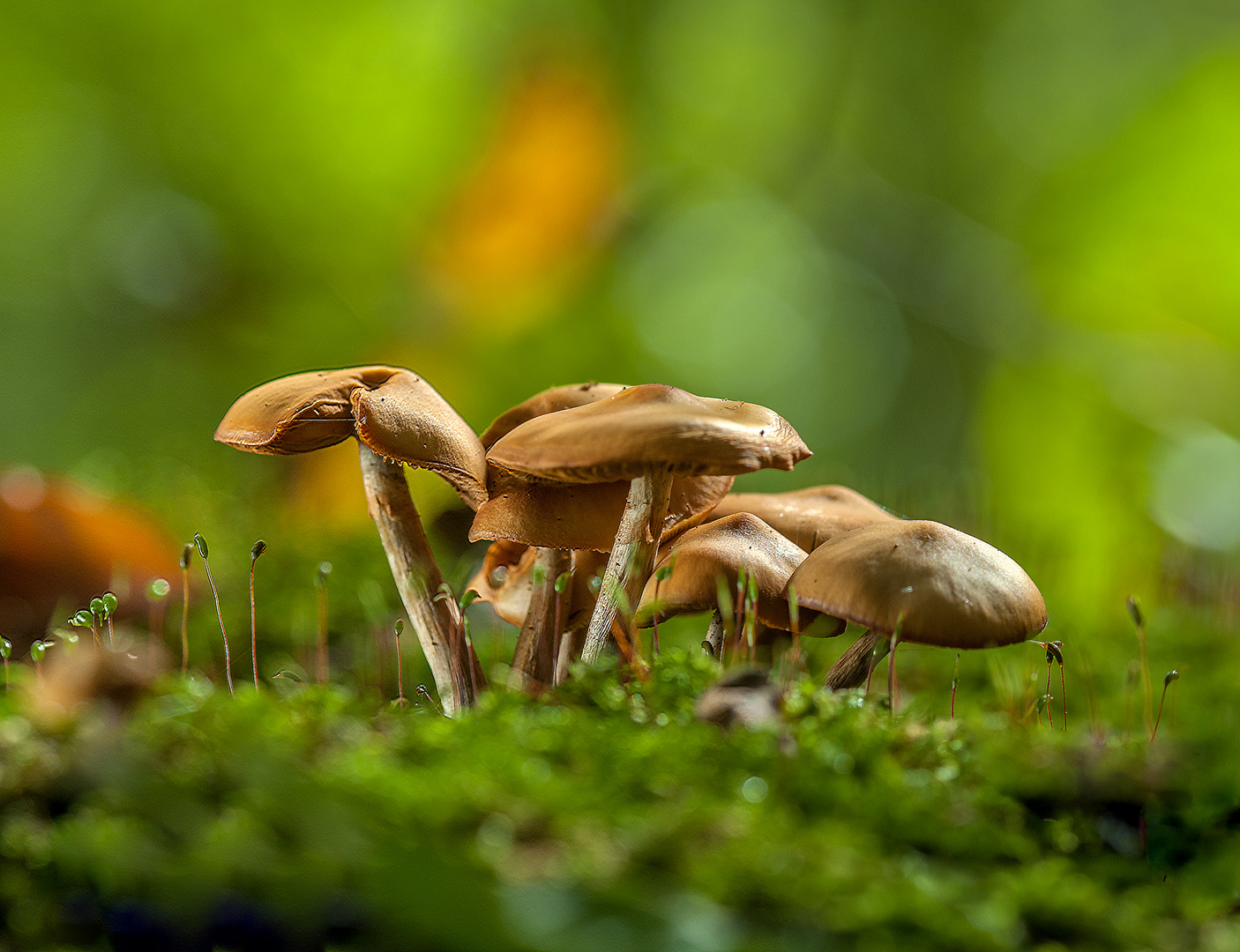 Waldpilze in voller Pracht