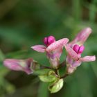 Waldplatterbse (Lathyrus sylvestris)