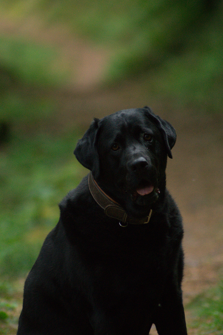 Waldportrait 