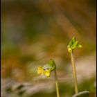 Waldprimel mit Schneehaube