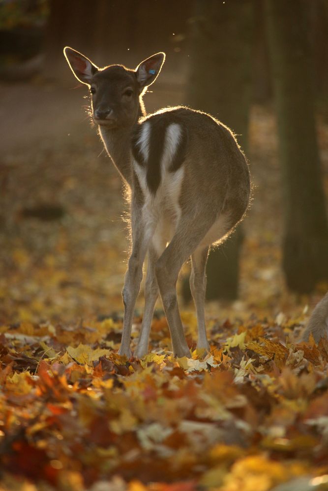 Waldprinzessin