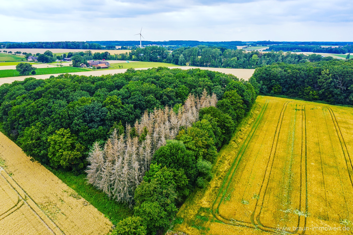 Waldprobleme