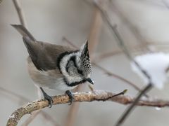 Waldpunker