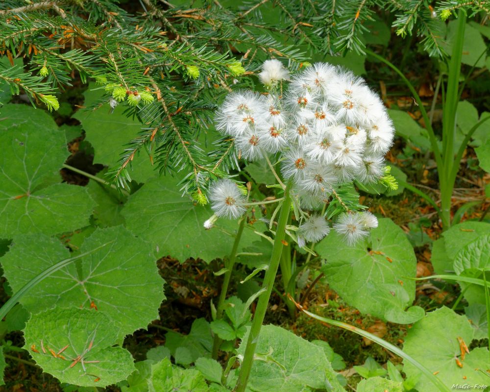 Waldpusterich