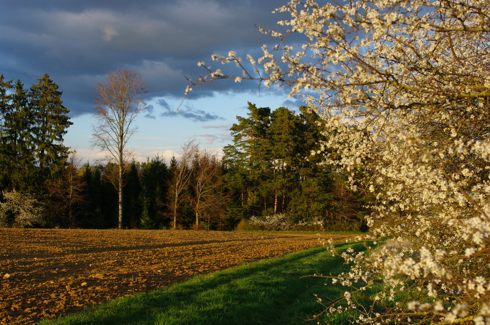 Waldrand am Abend