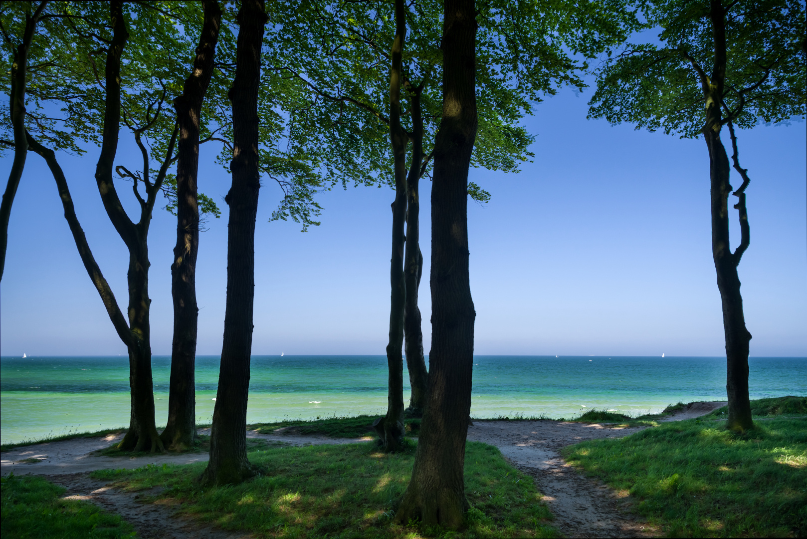 Waldrand an der Ostsee