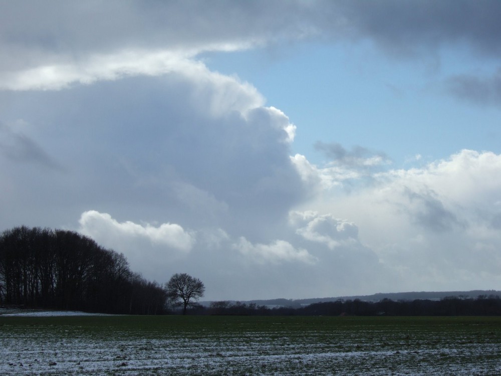 Waldrand bei Kranenburg am Niederrhein - 5. März 2006