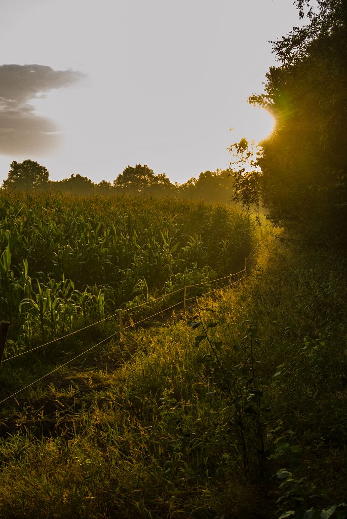 Waldrand bei Sonnenaufgang