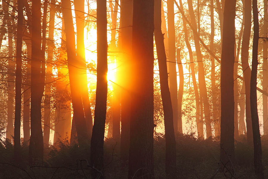 Waldrand bei Sonnenaufgang