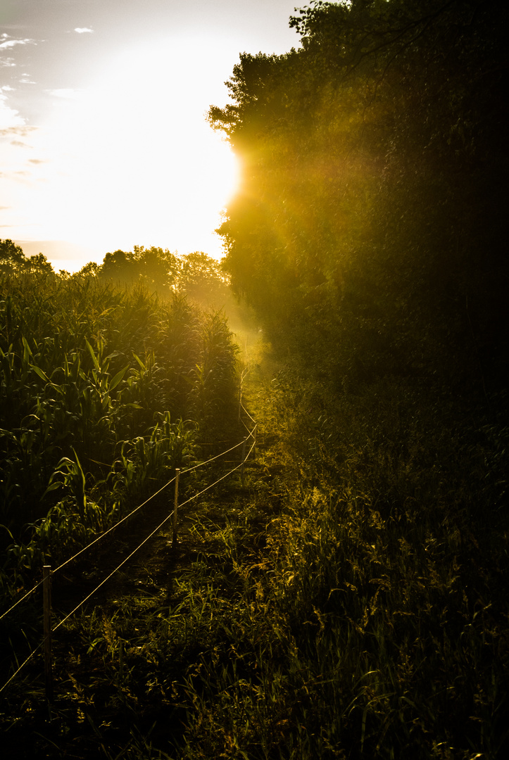 Waldrand bei Sonnenaufgang -anderer Standort-