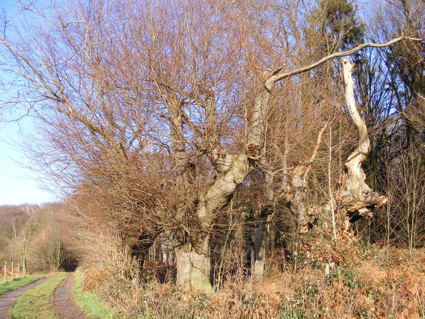 Waldrand des Kletterwaldes