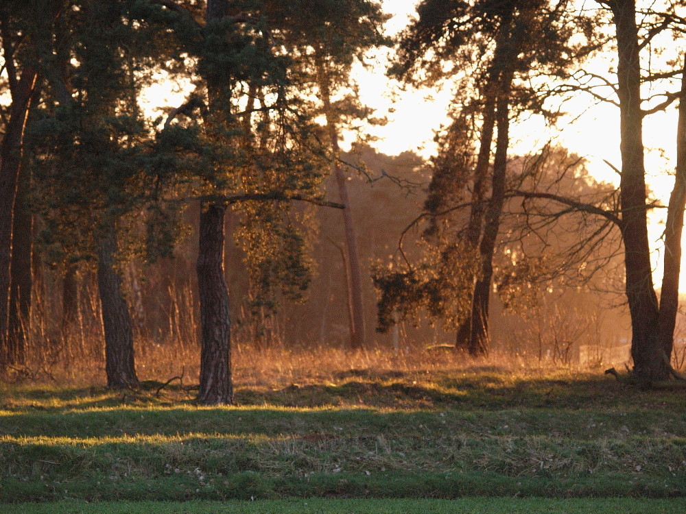 Waldrand im Abendrot