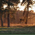 Waldrand im Abendrot