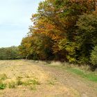 Waldrand im Herbst, Morschenicher Wald