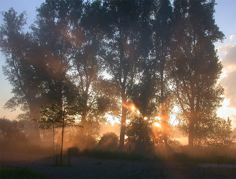 Waldrand im Morgennebel... von  Hans Aussem