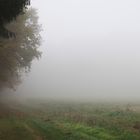 Waldrand im Nebel