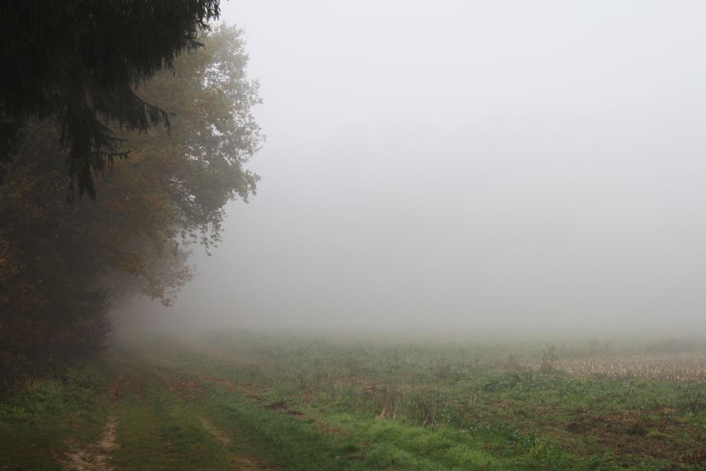 Waldrand im Nebel