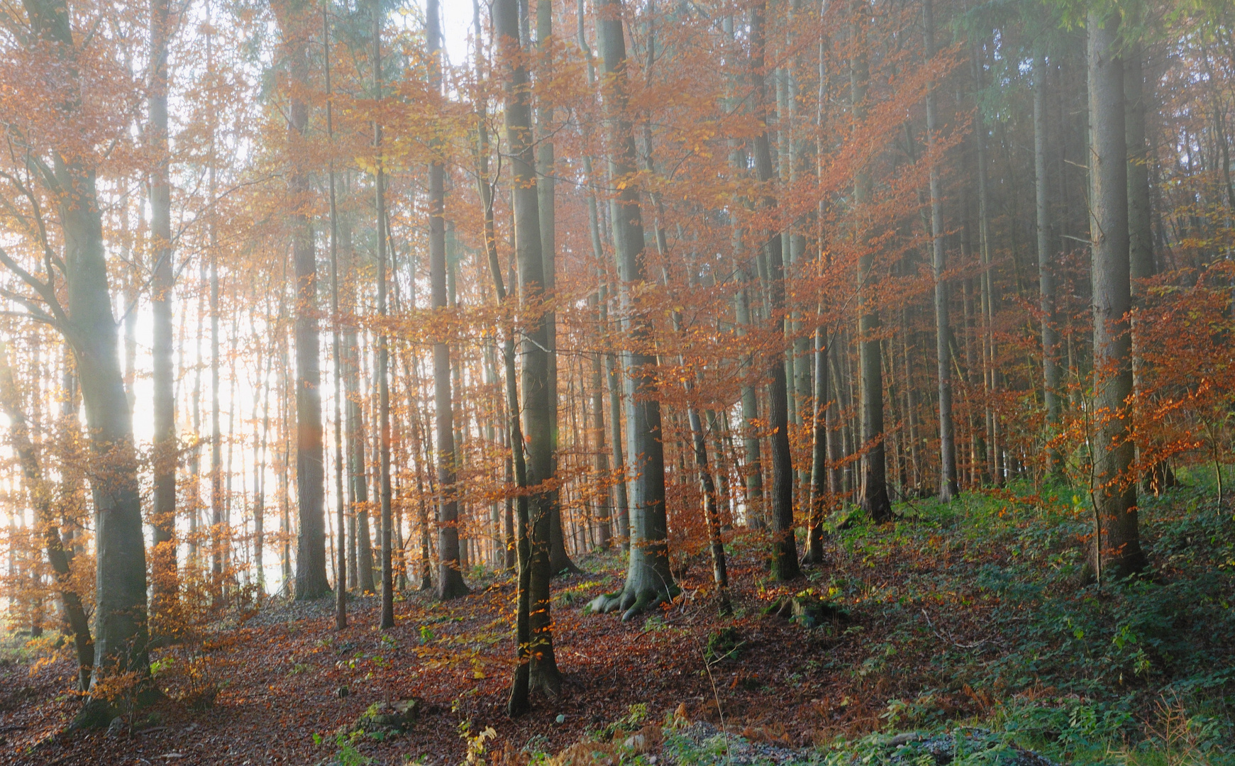 waldrand im nebel