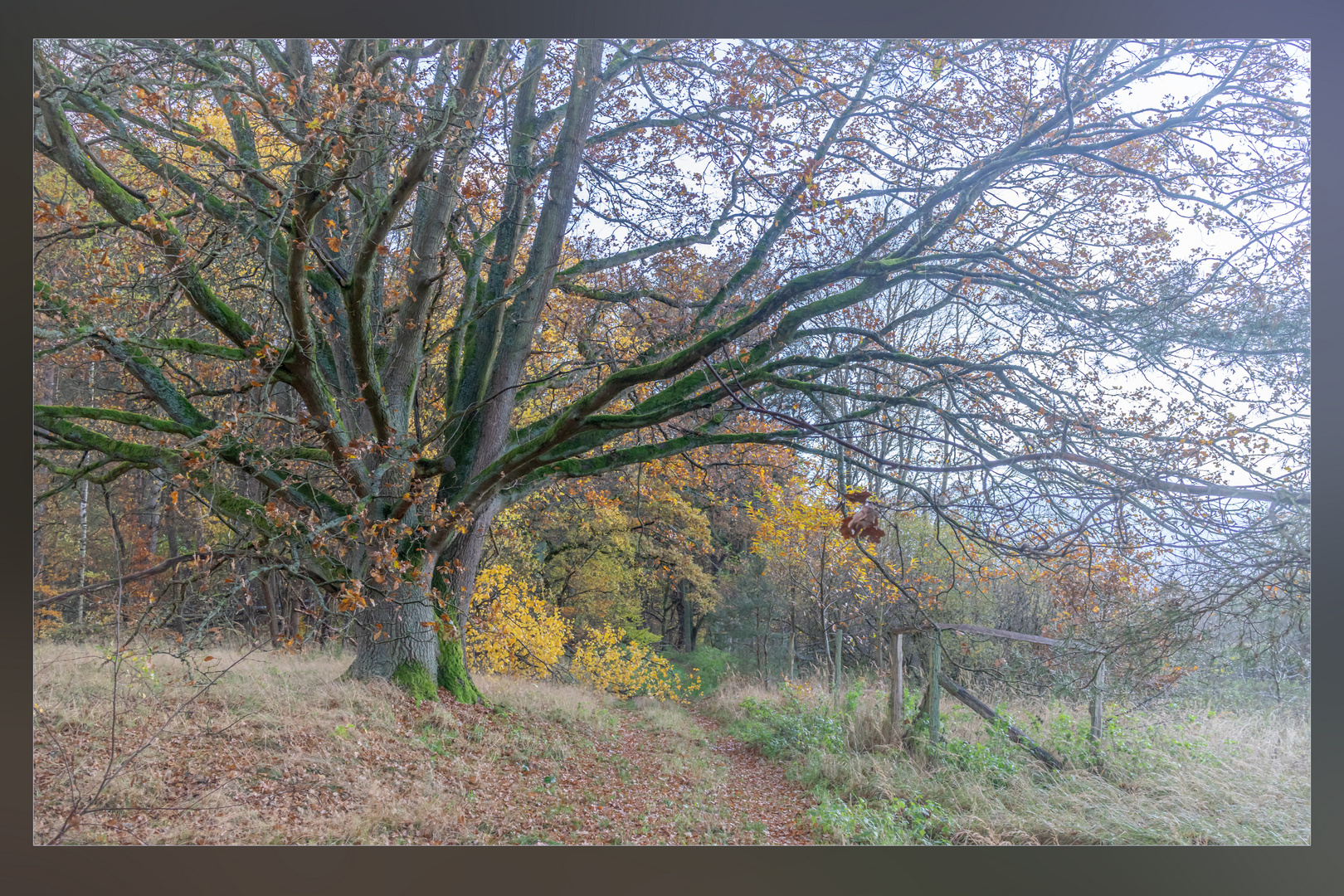 Waldrand im November