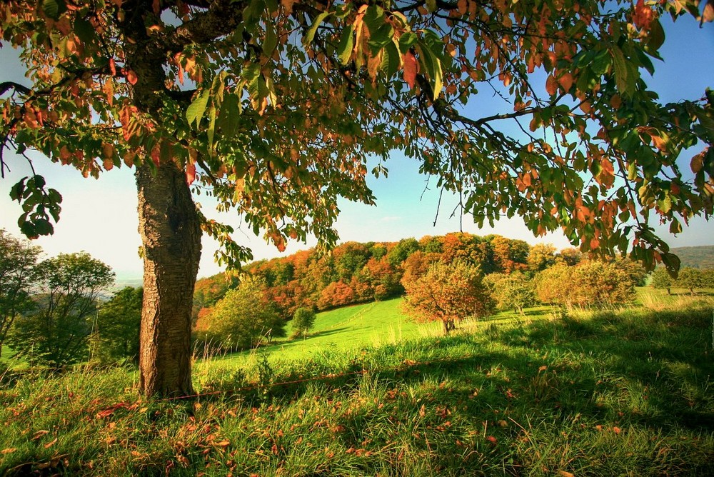 Waldrand im Oktober