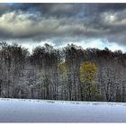 Waldrand im Schnee