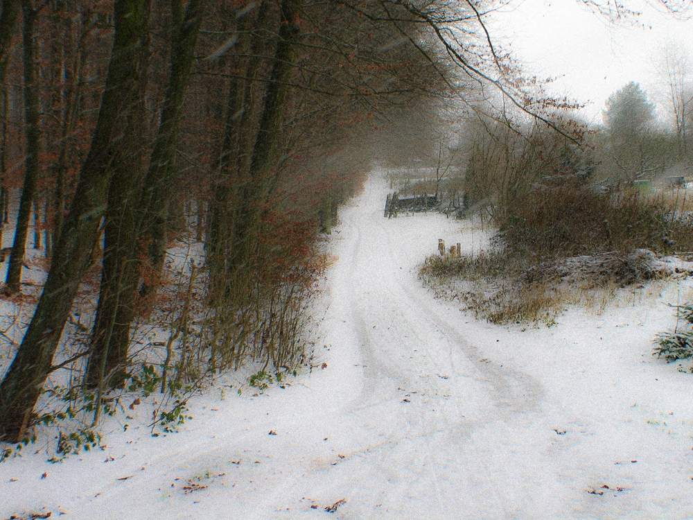 Waldrand im Schneetreiben