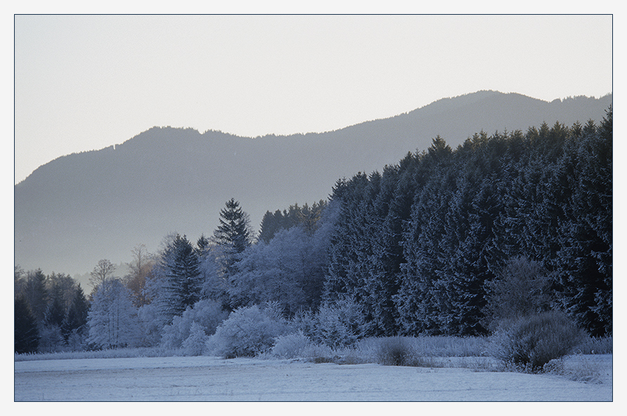 Waldrand im Winterkleid