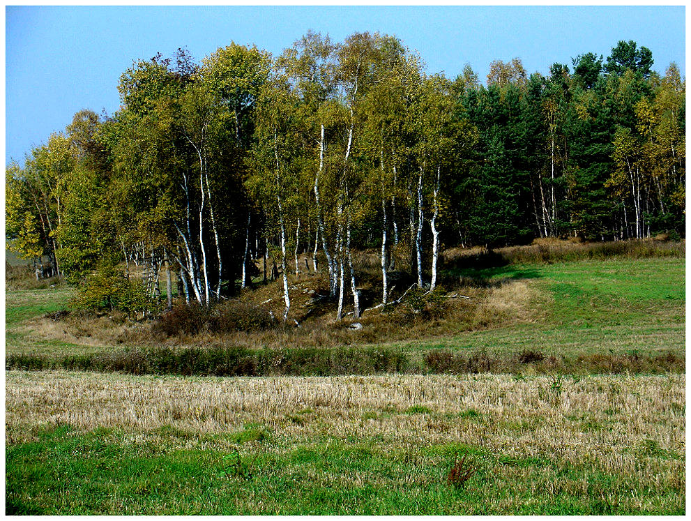 Waldrand in Südböhmen