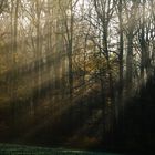 Waldrand kurz nach Sonnenaufgang