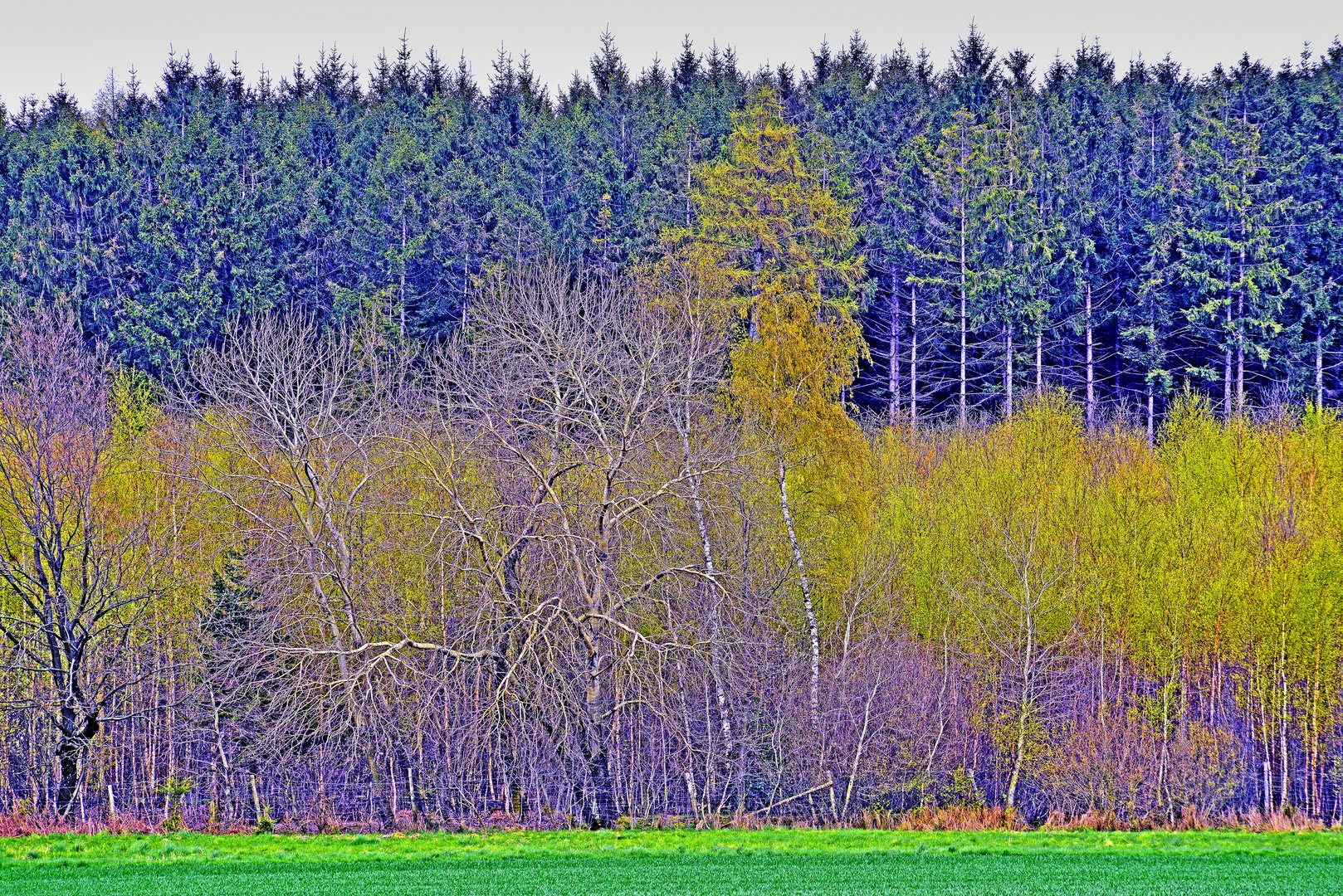 Waldrand mit Birken im Frühling im Lipperland